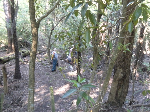 Some Lilydale locals frolicking in the forest.