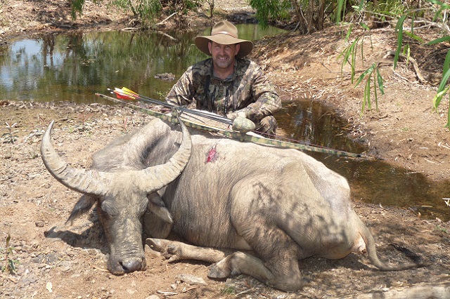 Bull Buffalo, used the Outback 220FE broadhead, 250 spine Widowmaker smash shafts with a 4&quot; nail up front. Total arrow weight 835gn. My other set-up was with 190gn Concorde's with a 125 steel adaptor for 925gn total. Felt the Outback where a stronger head and had no problems as both arrows exited through the far shoulder. Although both shafts where broken in half.