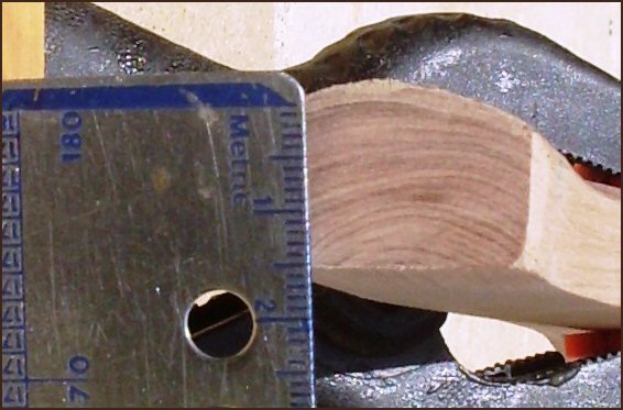 Austromyrtus bidwillii Growth Rings.JPG