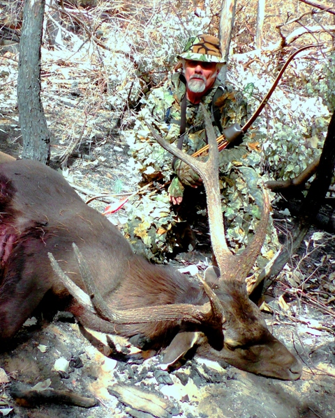 Sambar Stag