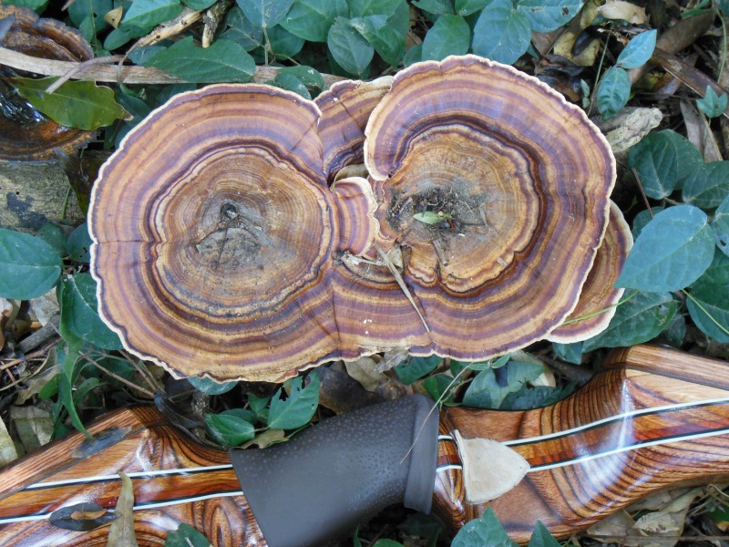 big textured fungal growthO.JPG