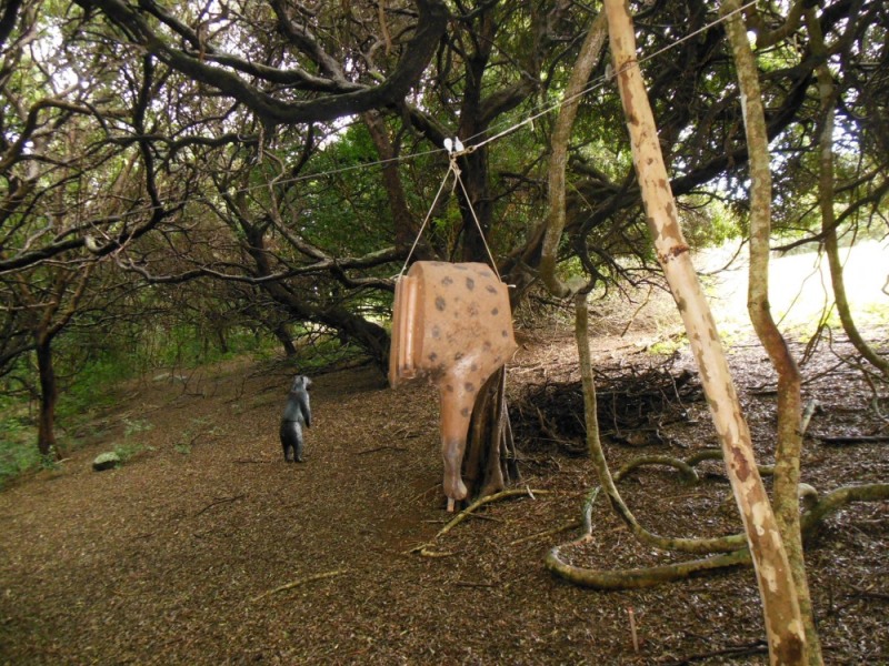 a moving leg of deer at the commencement of the around the island morning Trad shoot