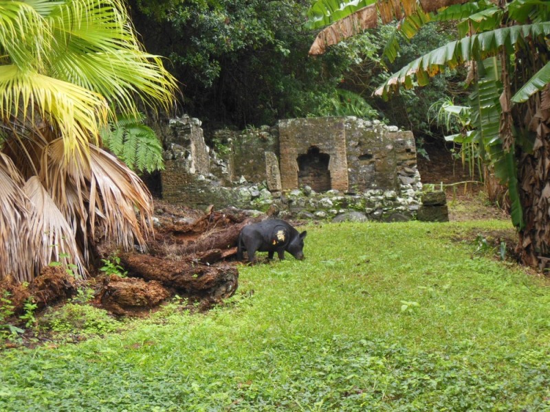 one of the oldest ruins on the island at Music Valley