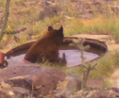 bathing bear.jpg