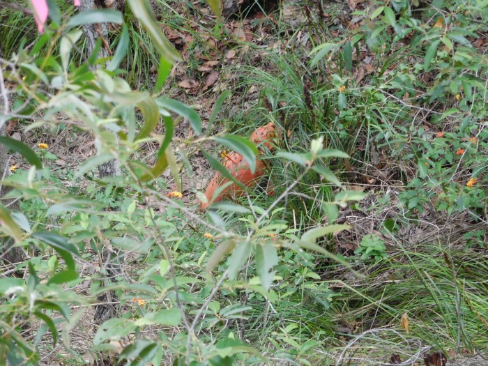 an orange toad