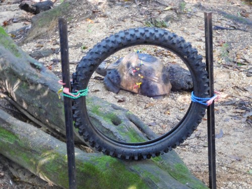 turtle in tyre