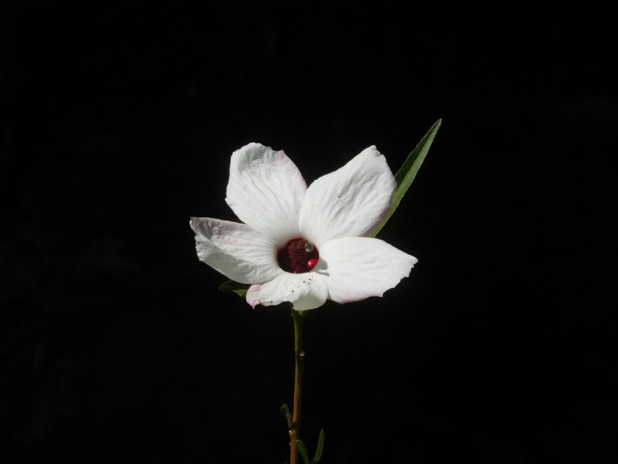 a native hibiscus