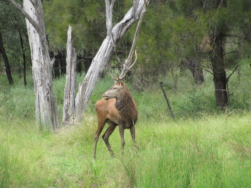 Small Red stag