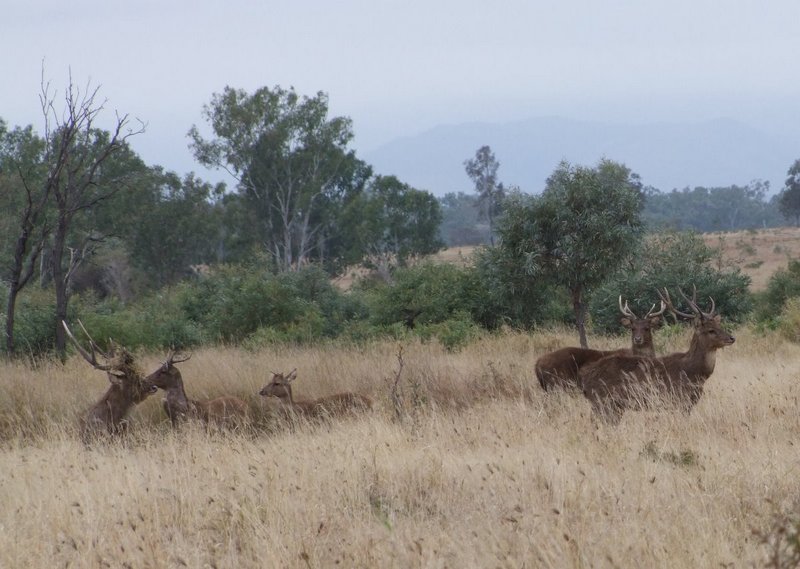 Rusa stags during roar