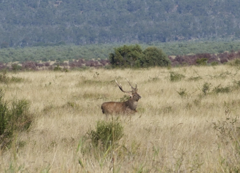 Big Rusa stag