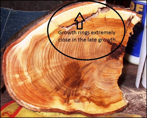 Growth Rings.jpg