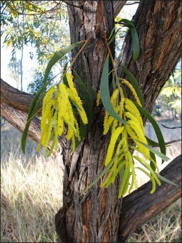 acacia lieocalyx.jpg