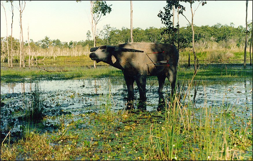 Tiaro Water Buffalo.jpg