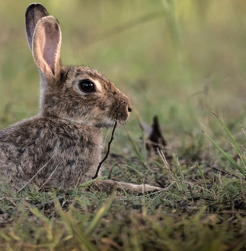 rabbit close up.jpg