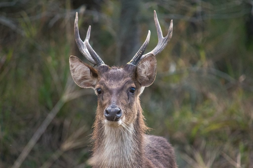 Young rusa stag.jpg