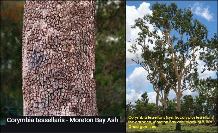 Corymbia tessellaris.jpg