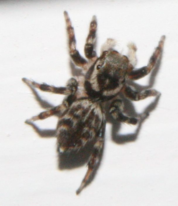 Picture of a small (7mm) jumping spider