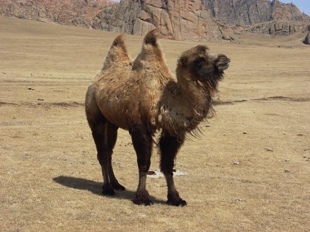 A 2 humped camel