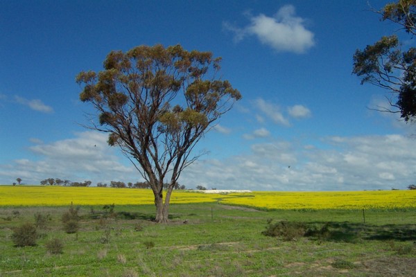 The birds are a bit hard to spot ... but the colours of the WA wheatbelt right now are just amazing.