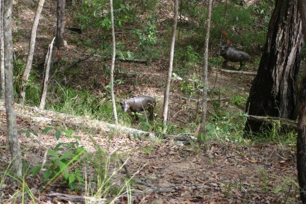 4 Targets set in a deep ravine.  You shot from 4 seperate pegs and if you could not allow for the steep angle you missed.