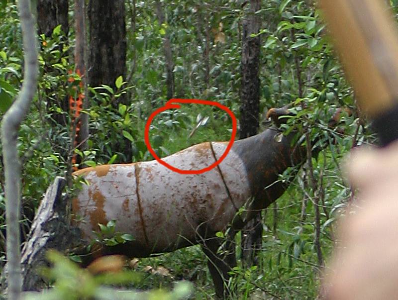 The close up crop of the arrow.  That arrow is till probably several feet in front of the target but the telephoto has compressed the depth a bit so the target and the arrow look closer together than they actually are.