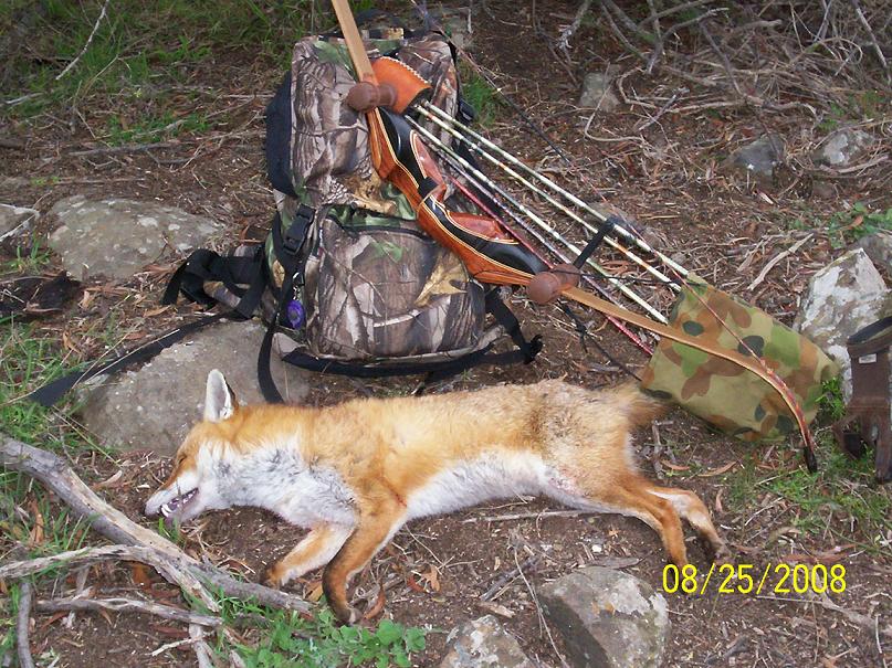 The first fox with the Cascade recurve.