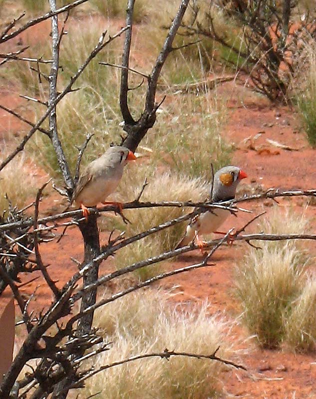 Zebra Finches