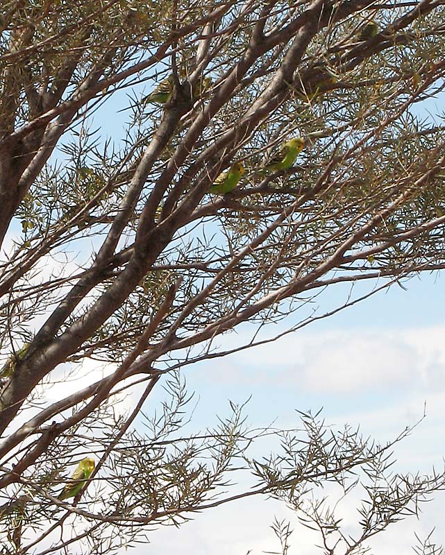 Wild Budgerigars