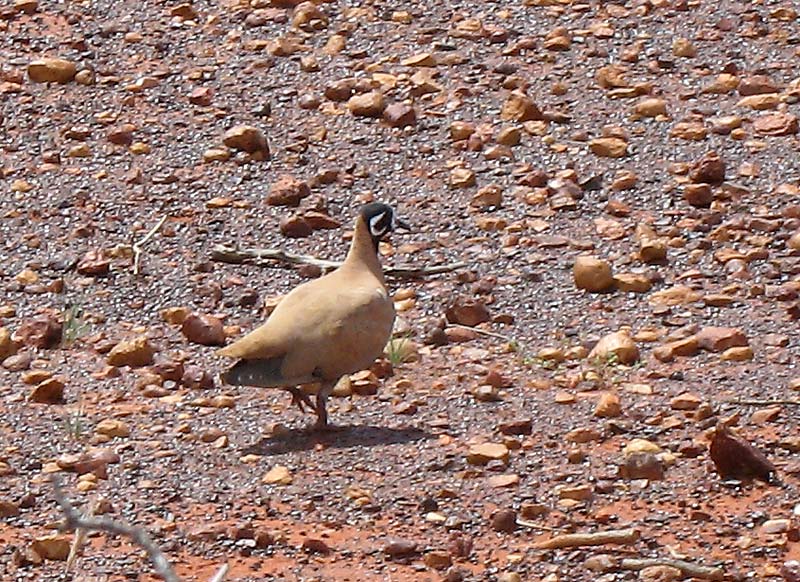 A Flock Bronzewing Pigeon. A bird I had never seen before.