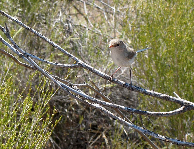 This hen Splendid Fairy Wren came and landed only 1.5M from me.