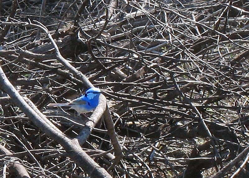 The cockbird wouldn't come as close.