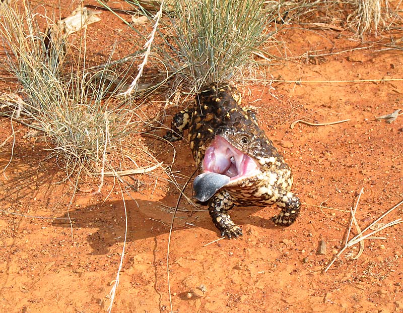 I really like these little blokes - Shingleback Lizard.