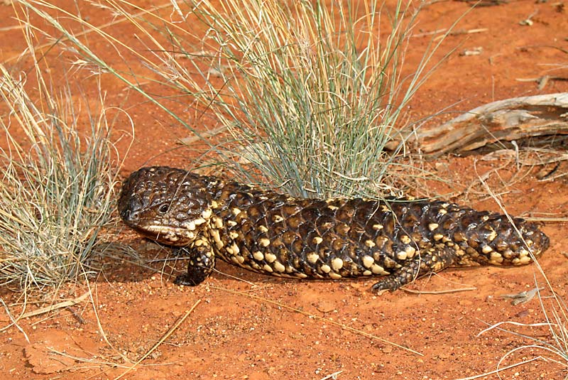 Shingleback Lizard.