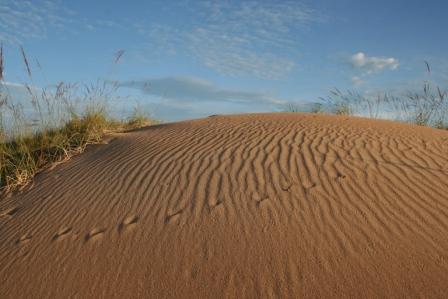 sand dunes and animal tracks, pennefather beach, cape york Qld